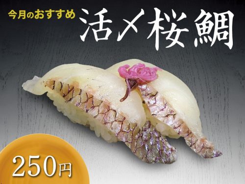 4月のおすすめ 活〆桜鯛 回転寿司割烹 伊達和さび